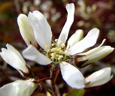 AMELANCHIER LAMARCKII